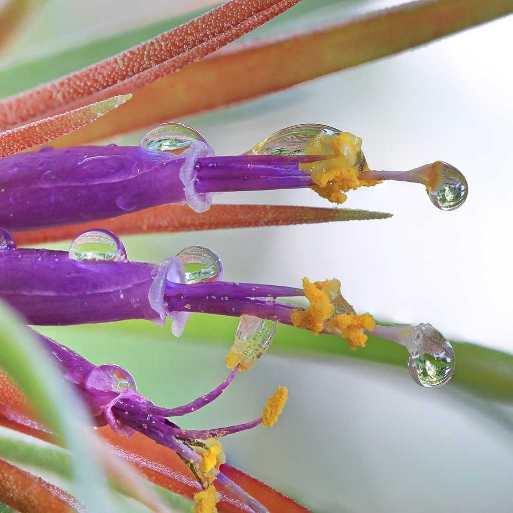 Tips For Watering Your Air Plants