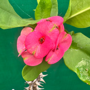 Poysean - Euphorbia milii P011