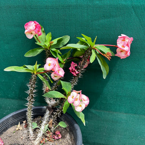 Poysean - Euphorbia milii P041