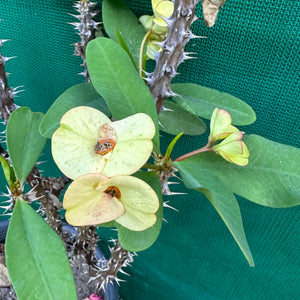 Poysean - Euphorbia milii P033