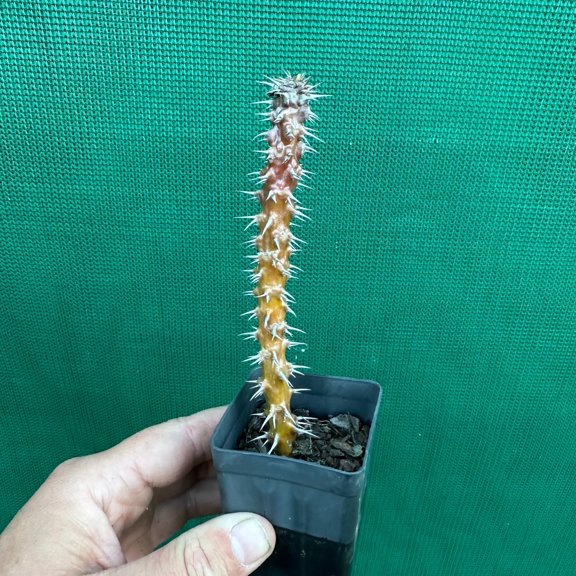Poysean - Euphorbia milii P030