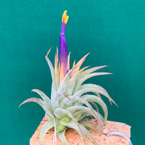 Tillandsia - ionantha ‘Druid Purple Flower’ ex. PT NEW