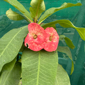 Poysean - Euphorbia milii P015