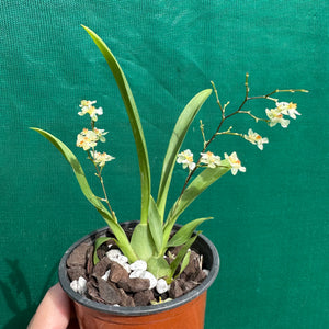 Orchid - Oncidium ‘Twinkle Fantasy’ (Fragrant)
