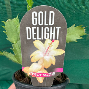 Zygocactus Gold Delight