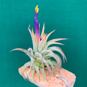 Tillandsia - ionantha ‘Druid Purple Flower’ ex. PT NEW