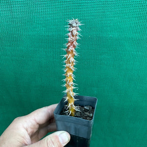 Poysean - Euphorbia milii ‘Dwarf Dark Pink’