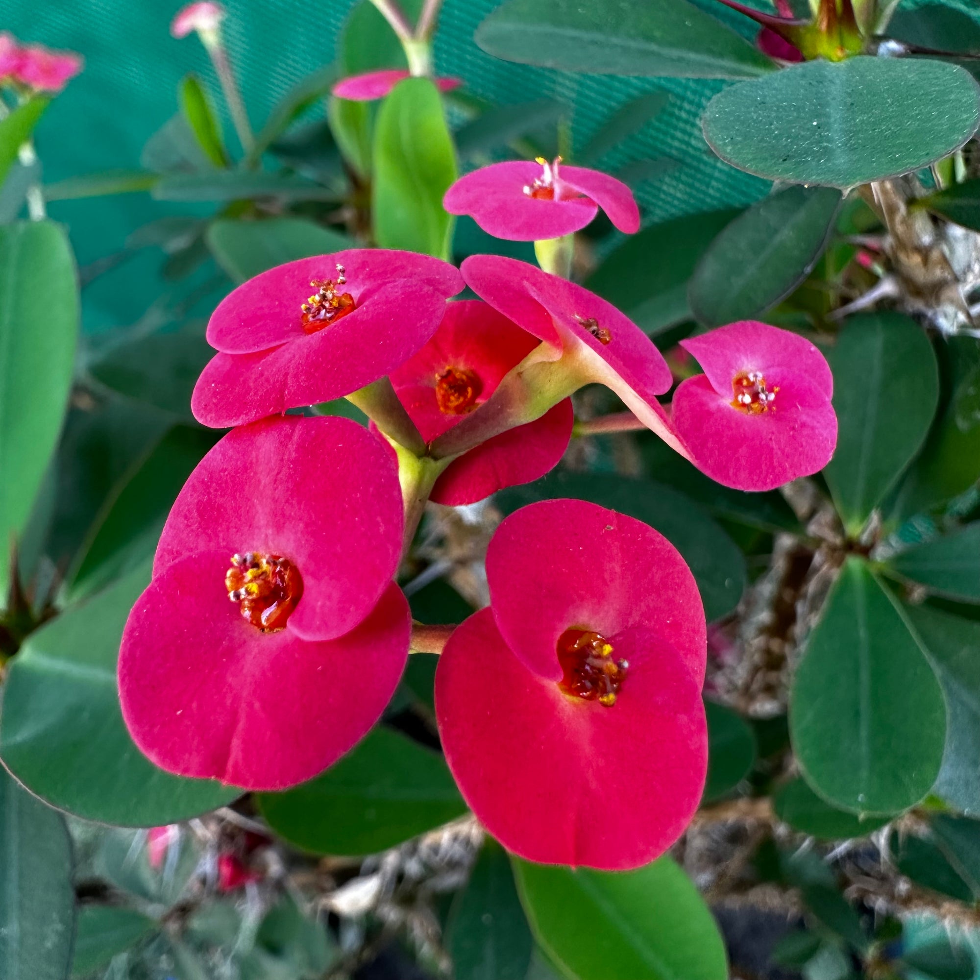 Poysean - Euphorbia milii ‘Dwarf Dark Pink’