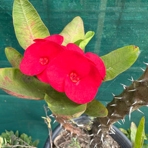 Poysean - Euphorbia milii P031