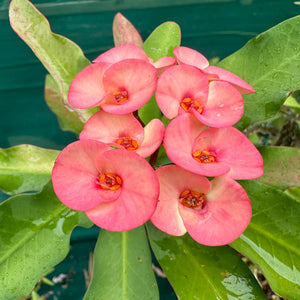 Poysean - Euphorbia milii P054 NEW