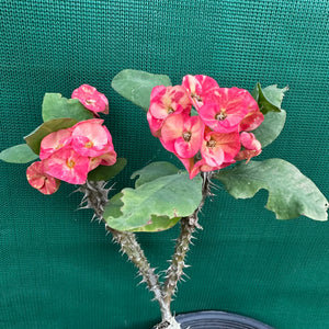 Poysean - Euphorbia milii P045