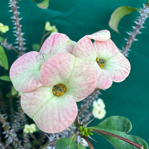 Poysean - Euphorbia milii P007