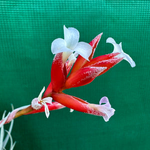 Tillandsia - subsecundifolia ‘Red’ ex. BD