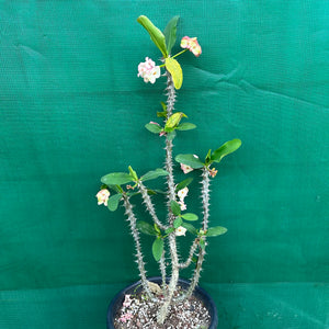 Poysean - Euphorbia milii P032