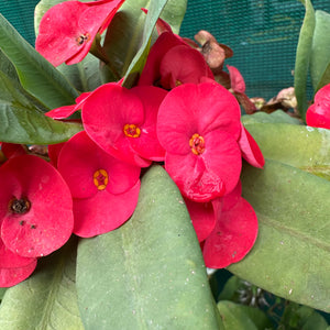 Poysean - Euphorbia milii P002 NEW