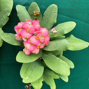 Poysean - Euphorbia milii P003