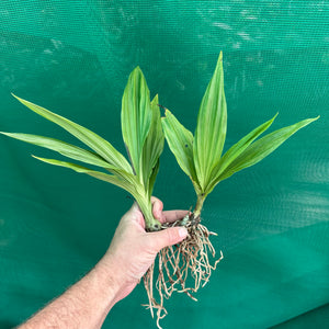 Swamp Orchid - Phaius australis NEW