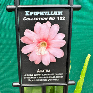 Epi. Hybrid Agatha