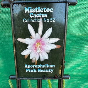 Aporocactus Pink Beauty