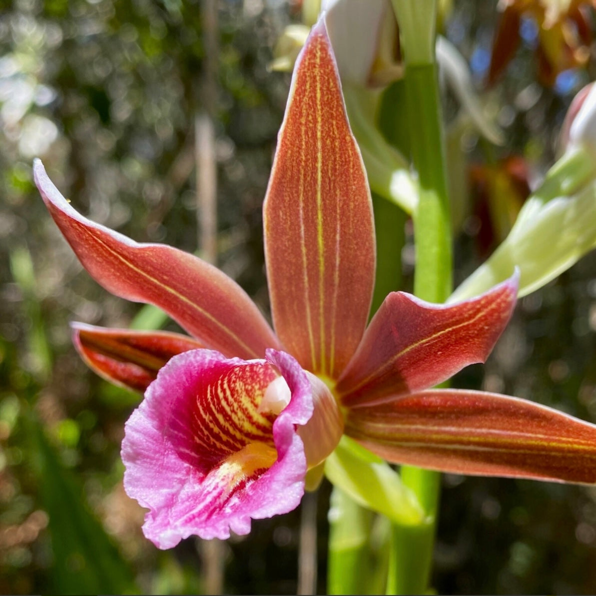 Swamp Orchid - Phaius australis NEW