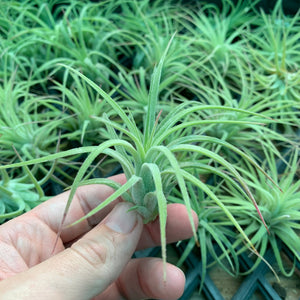 Tillandsia - ionantha ‘Curly Leaf’ (Wholesale)