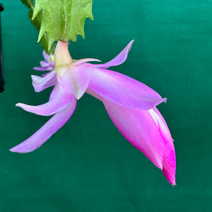 Zygocactus Lavender Lady