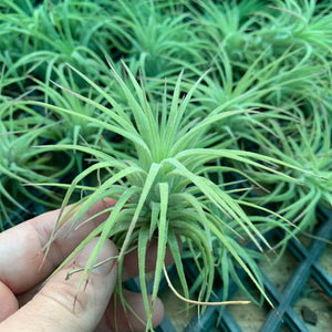 Tillandsia - ionantha ‘Curly Leaf’ (Wholesale)