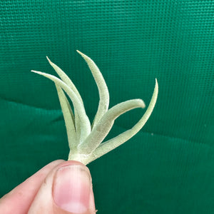 Tillandsia - streptocarpa ‘Chicitos Sukk Grun’ (Fragrant)