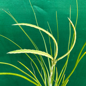 Tillandsia - disticha ‘Green’ ex. OM (Fragrant)