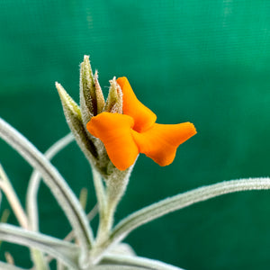 Tillandsia - Mock Orange (Fragrant)