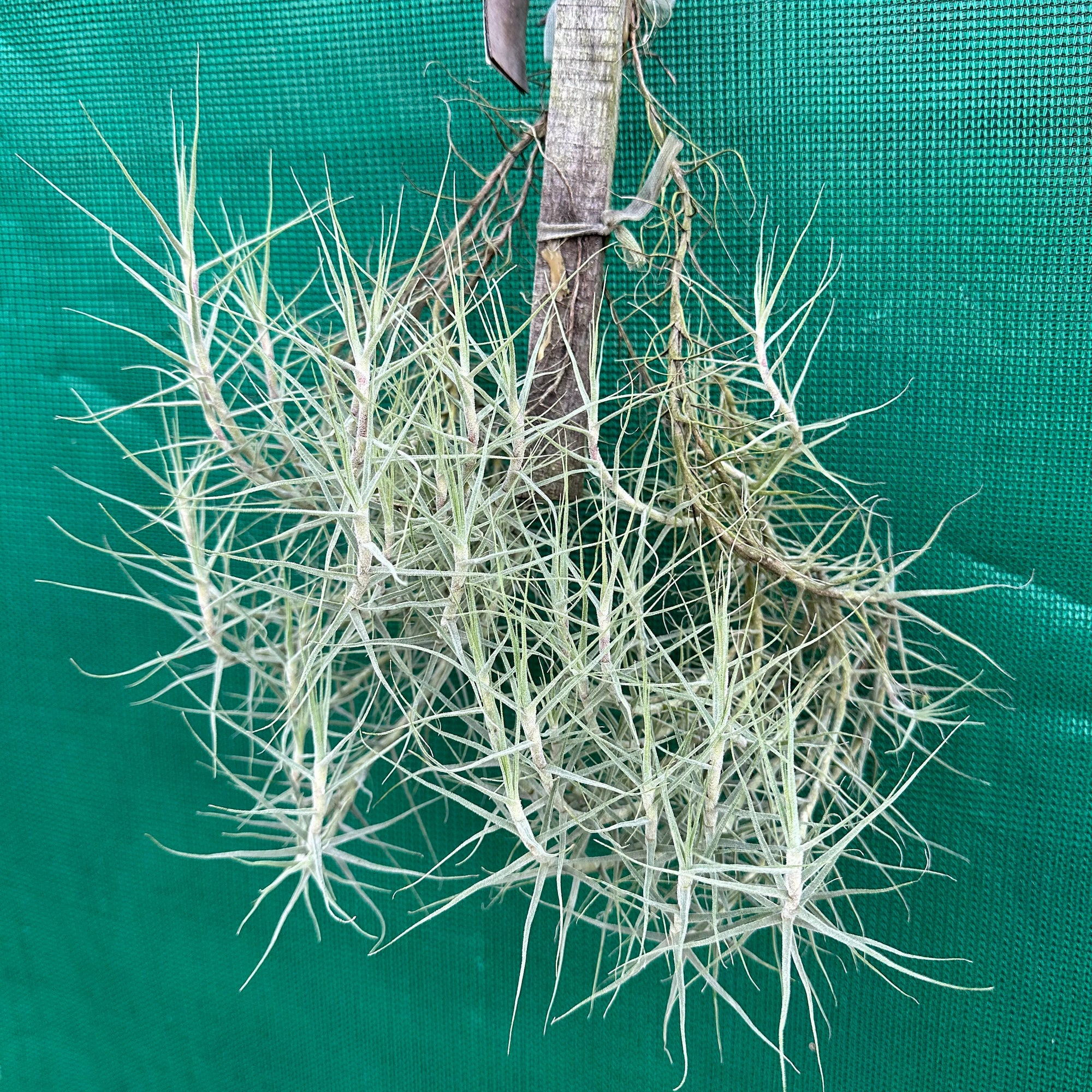 Tillandsia - caerulea ‘Fine Form’ ex. PT (Fragrant)
