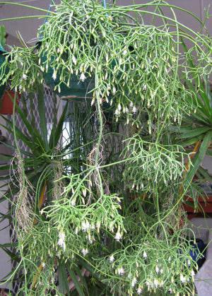 Rhipsalis cereuscula - R4