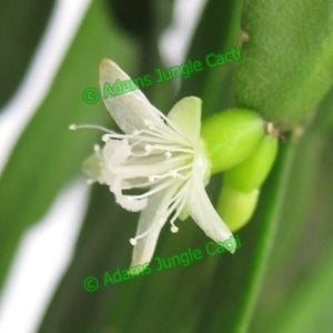Rhipsalis micrantha - R46