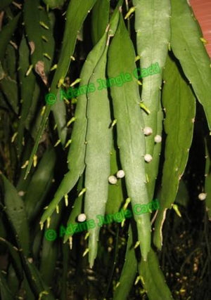 Pseudorhipsalis Ramulosa Green - R30