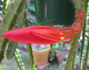 Aporocactus Naja