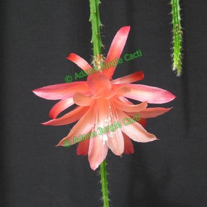 Aporophyllum Sussex Pink - 451