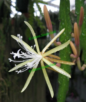 Disocactus Macranthus Mexico - 489 D6
