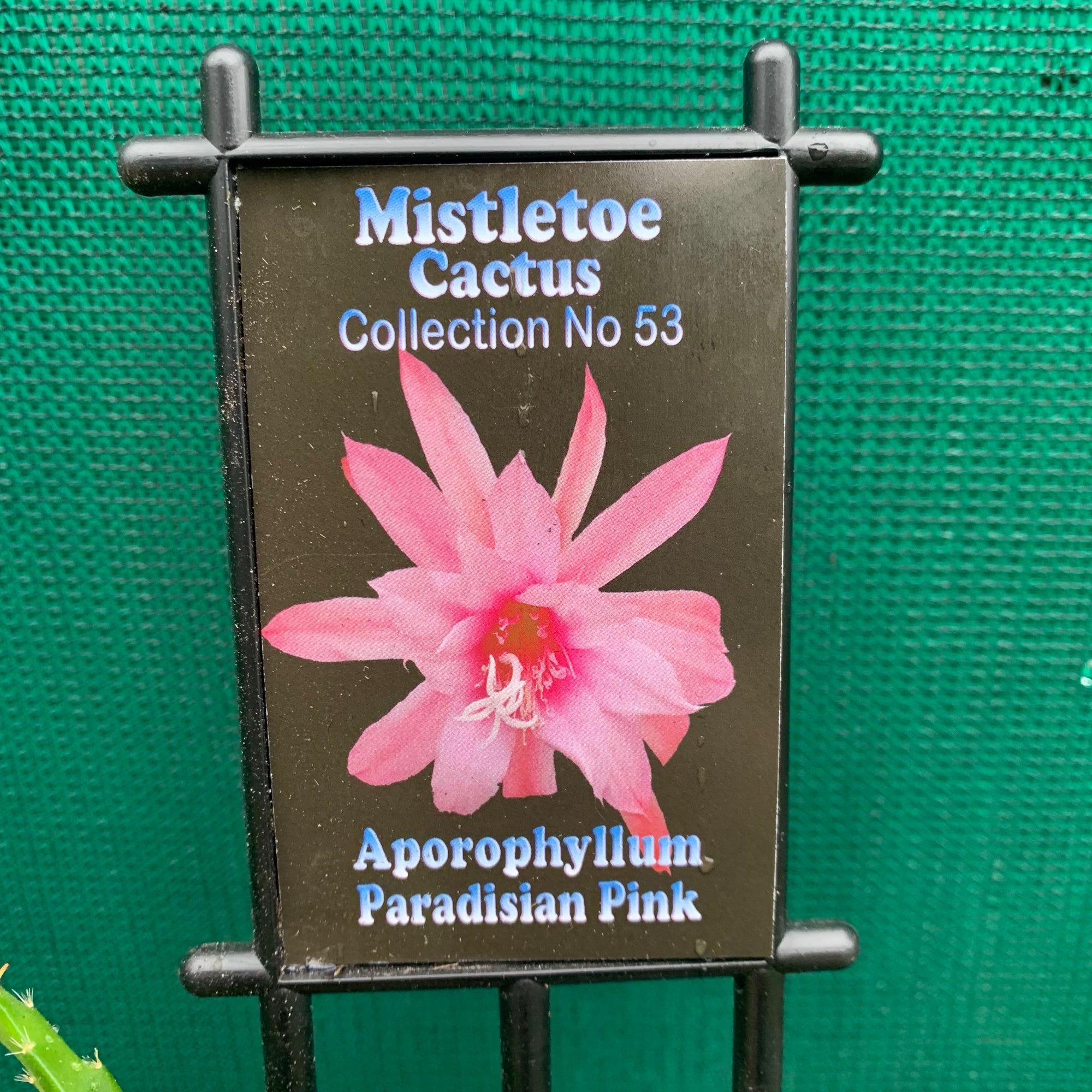 Aporophyllum Paradisian Pink