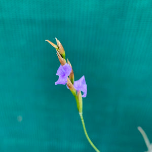 Tillandsia - bandensis (Fragrant)