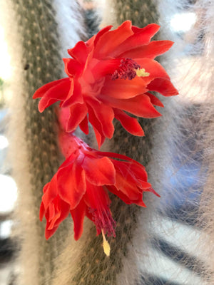 Monkey Tail Cactus - Hildewintera colademononis