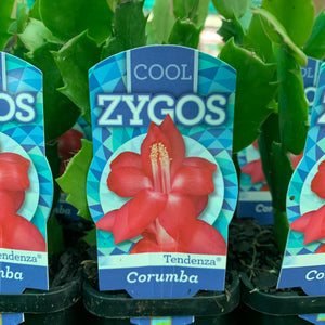 Zygocactus Corumba