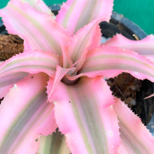 Cryptanthus - Pink Starlite