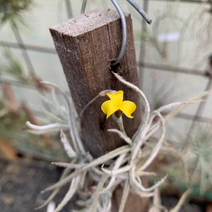 Tillandsia - crocata ‘Yellow’ (Fragrant)
