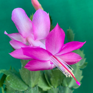 Zygocactus Rosa