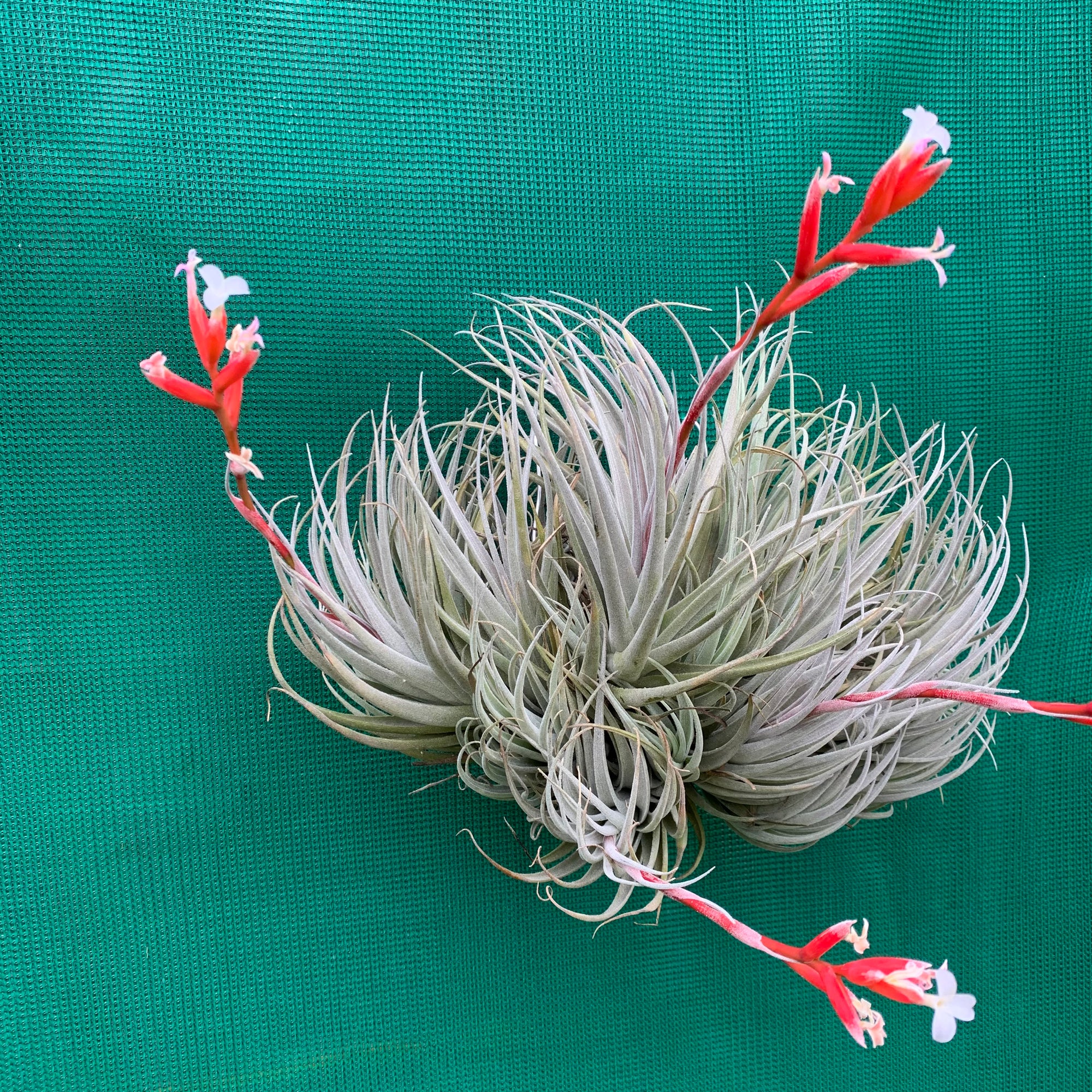 Tillandsia - subsecundifolia ‘Red’ ex. BD