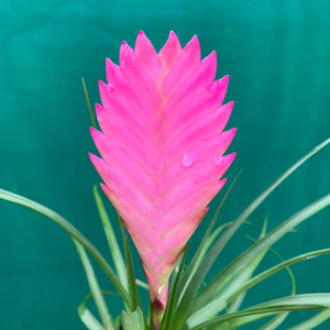 Wallisia - Cyanea Paradise 'Pink Quill'