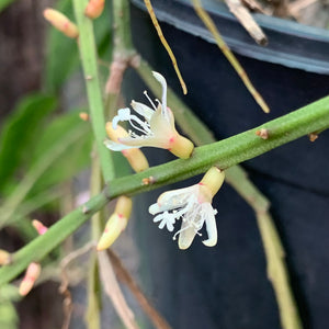 Rhipsalis ewaldiana - R7