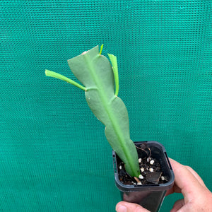 Epiphyllum hookeri (Strictum) - EP10