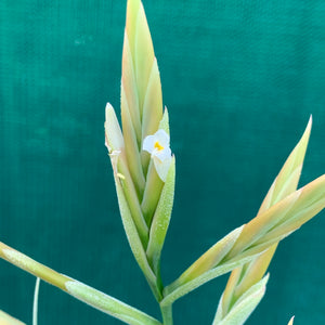 Tillandsia - lorentziana