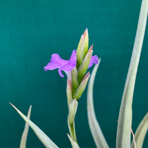 Tillandsia - streptocarpa ‘Chicitos Sukk Grun’ (Fragrant)